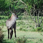 deer