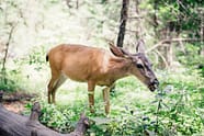 animal